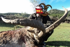 spain hunting ibex