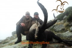 gredos ibex