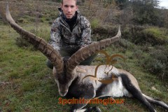 spain hunting ibex