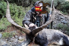 ibex hunt spain