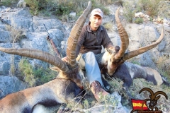 beceite ibex