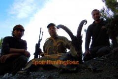 spanish ibex  grand slam