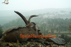 ibex hunt spain