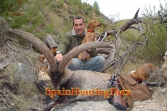 ibex hunt spain