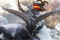 ibex hunt spain