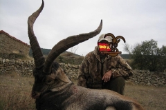 ibex hunt spain