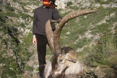 beceite ibex