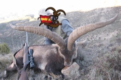 ibex hunting in spain