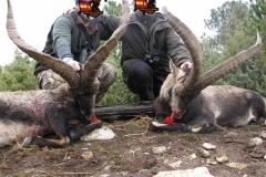 beceite ibex