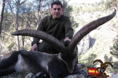 beceite ibex