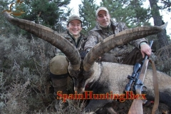 spain hunting ibex