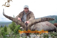 spain hunting ibex