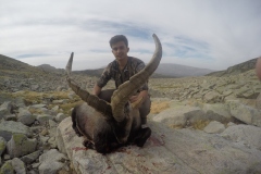 gredos ibex